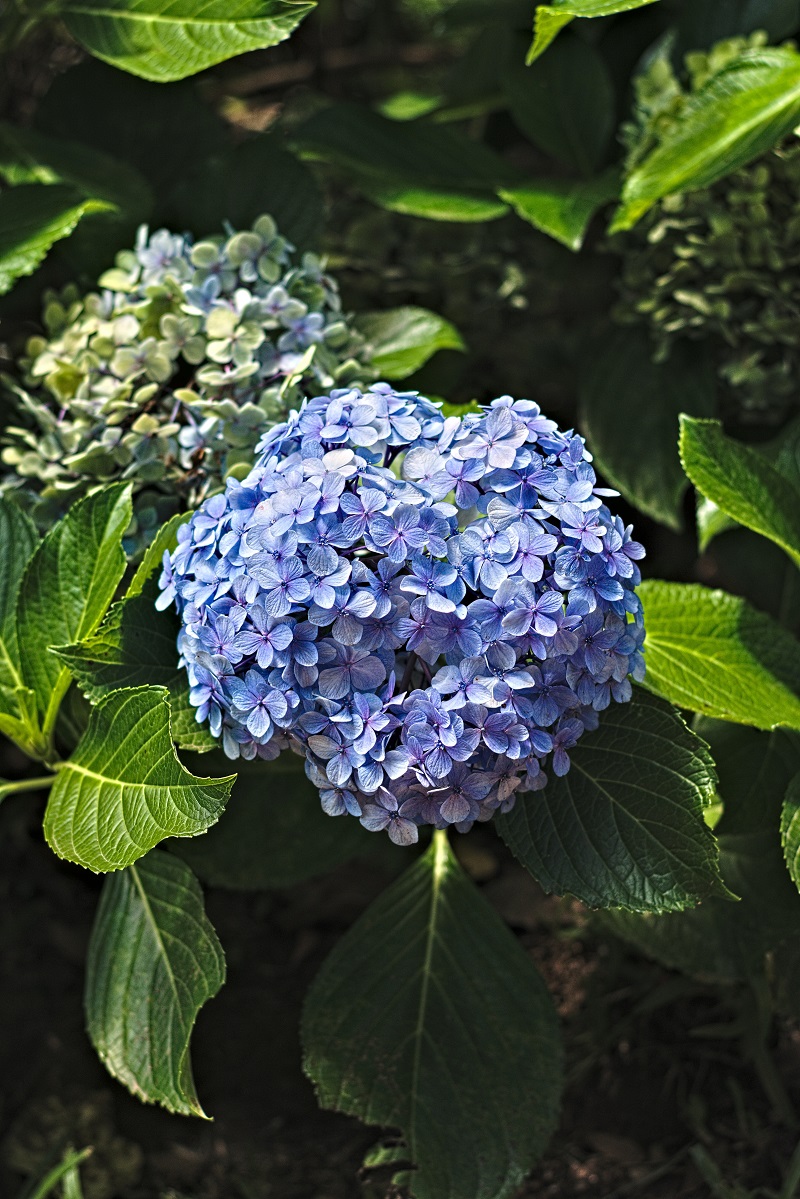 bunga hydrangea bunga hydrangea