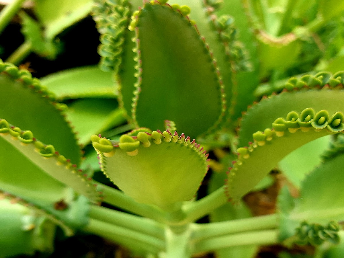 tanaman cocor bebek tanaman cocor bebek