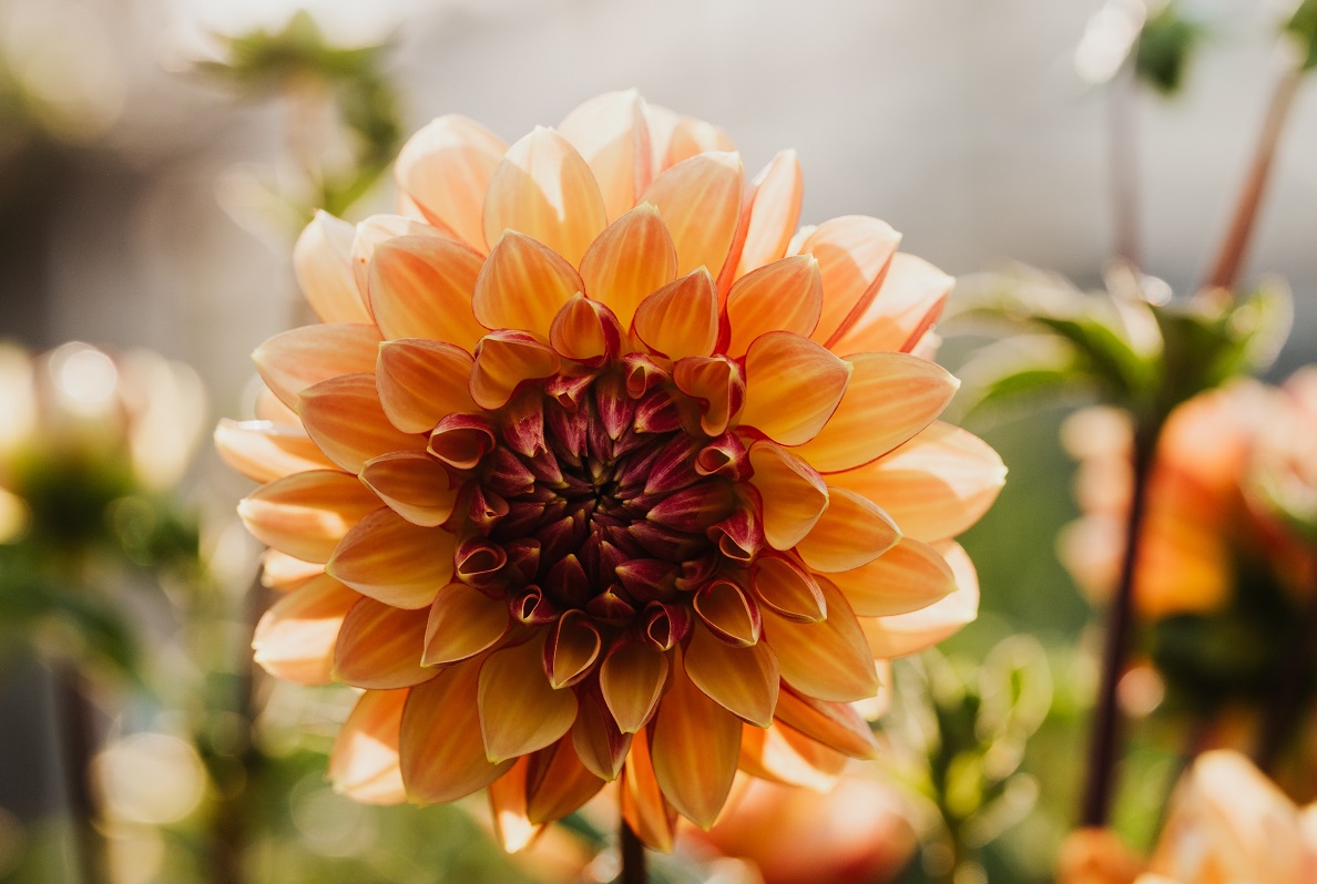 arti bunga dahlia