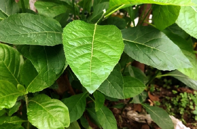 daun-afrika daun-afrika