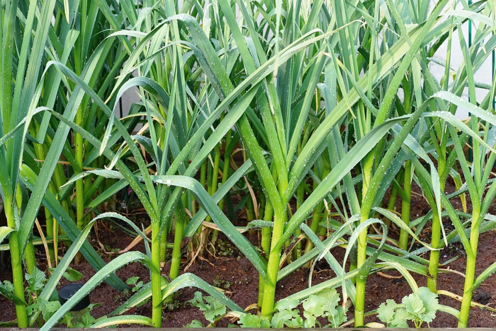 daun bawang putih
