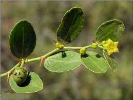 daun bidara arab