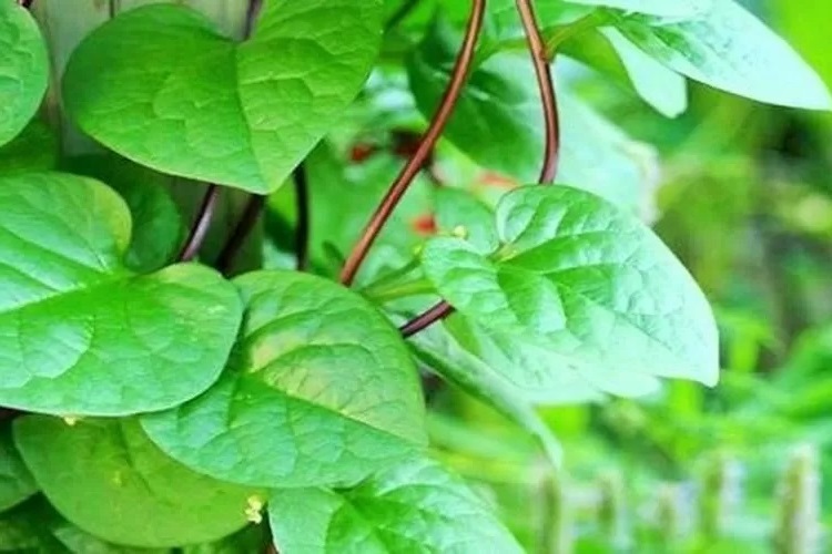 manfaat-tanaman-binahong