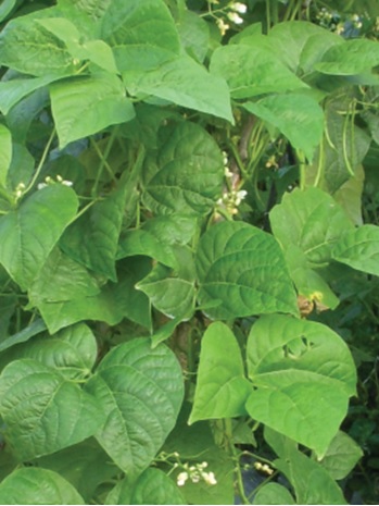 daun buncis daun buncis