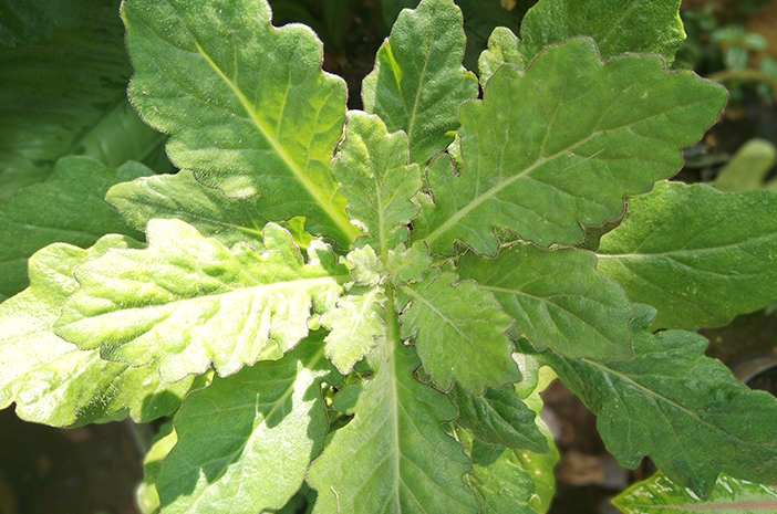 bentuk daun tanaman daun dewa