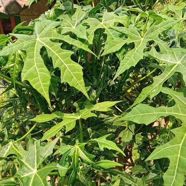 tanaman-obat-daun-gedi tanaman-obat-daun-gedi