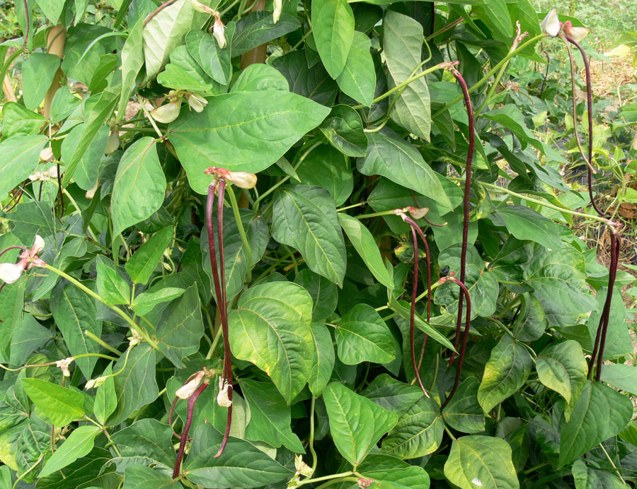 daun kacang panjang