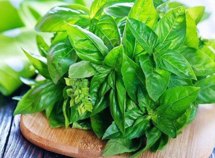 TANAMAN OBAT KELUARGA :  KEMANGI