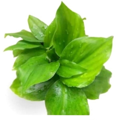 daun kencur