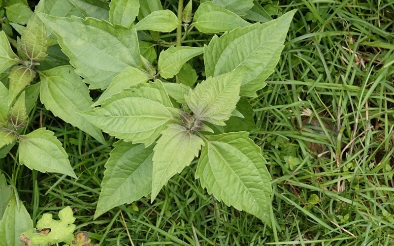 tanaman-balakacida tanaman-balakacida