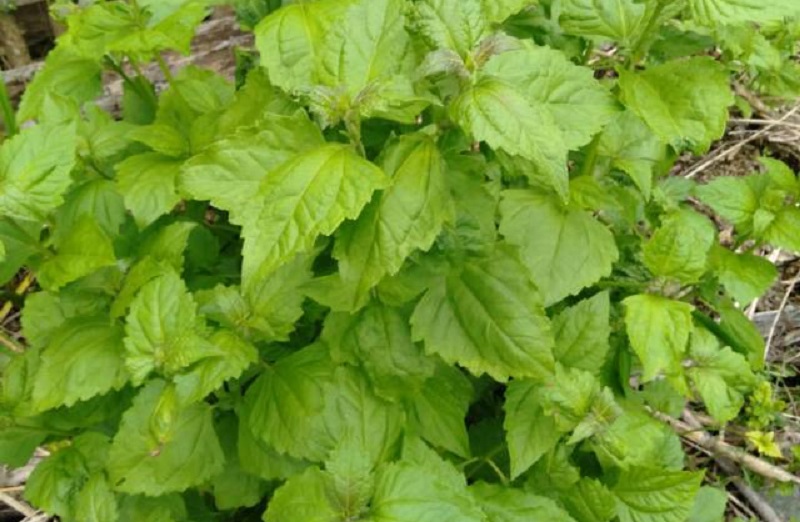 daun-kopasanda-untuk-asam-lambung