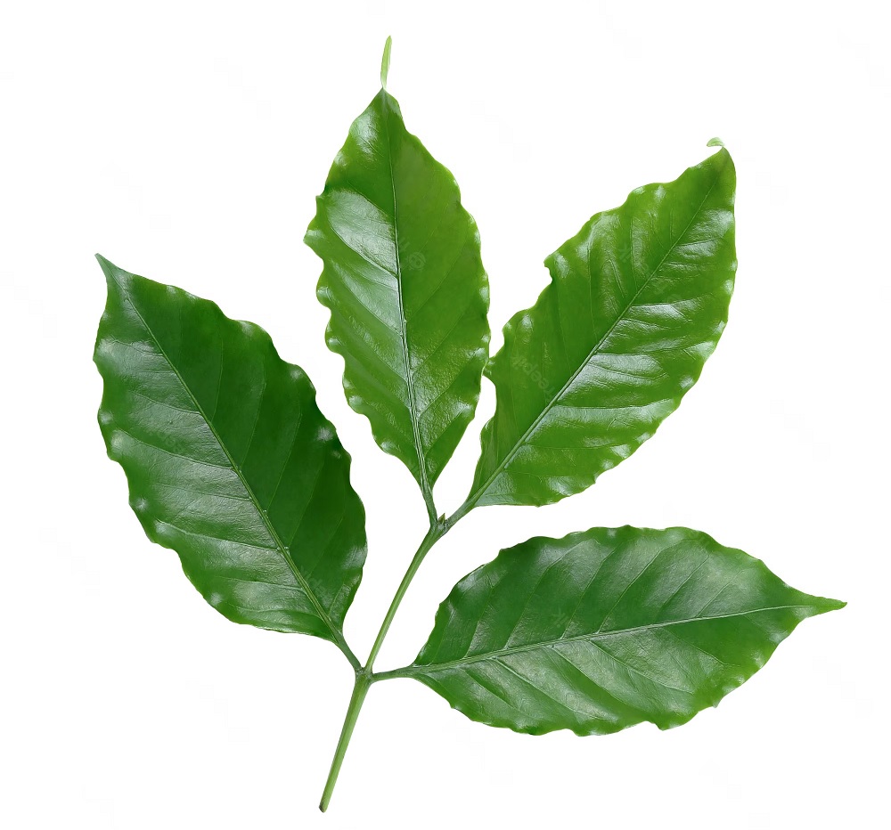 daun kopi