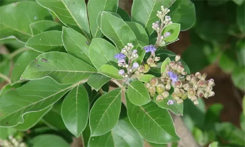daun-legundi