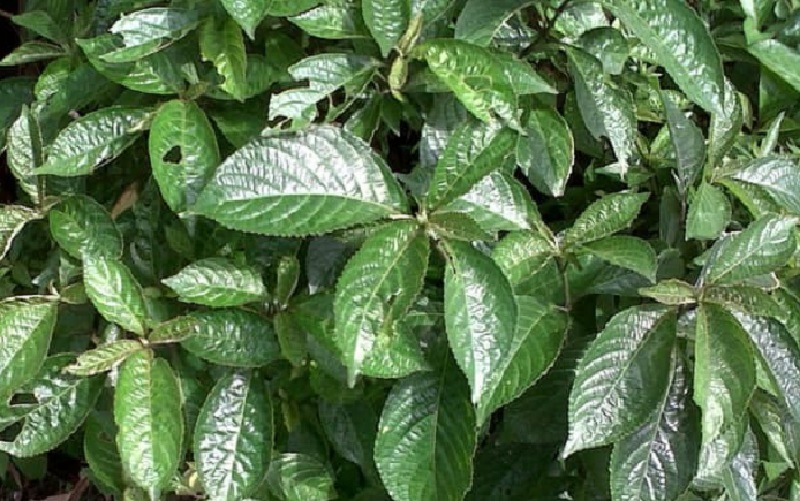 ciri-ciri-daun-pecah-beling ciri-ciri-daun-pecah-beling