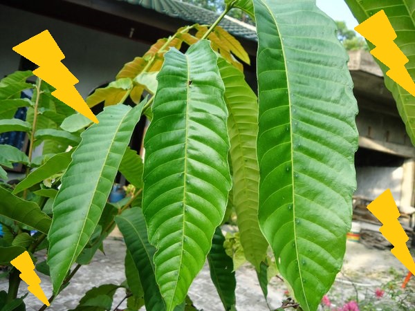 daun pohon matoa daun matoa