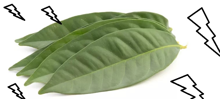 daun salam daun salam