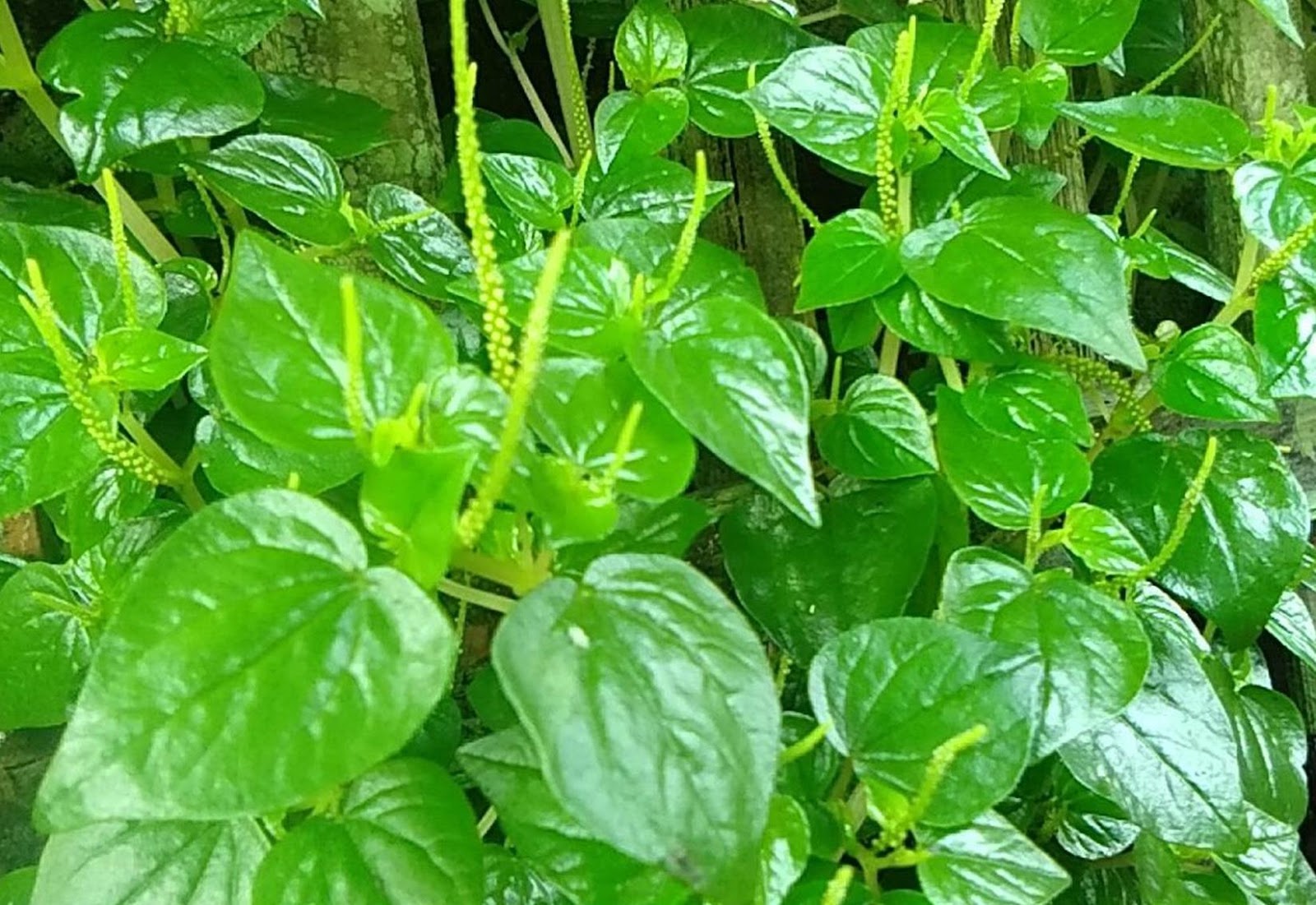 daun sirih cina