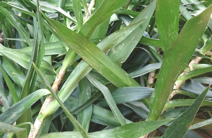 manfaat-daun-suji