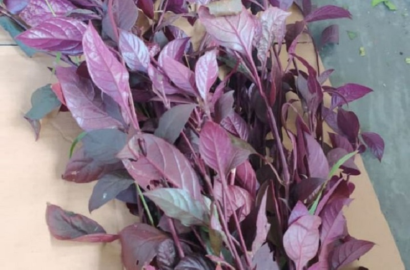 daun-ungu-obat-wasir