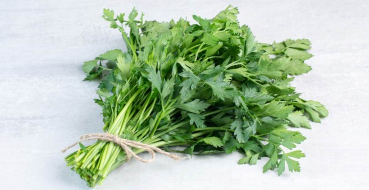 khasiat-daun-ketumbar