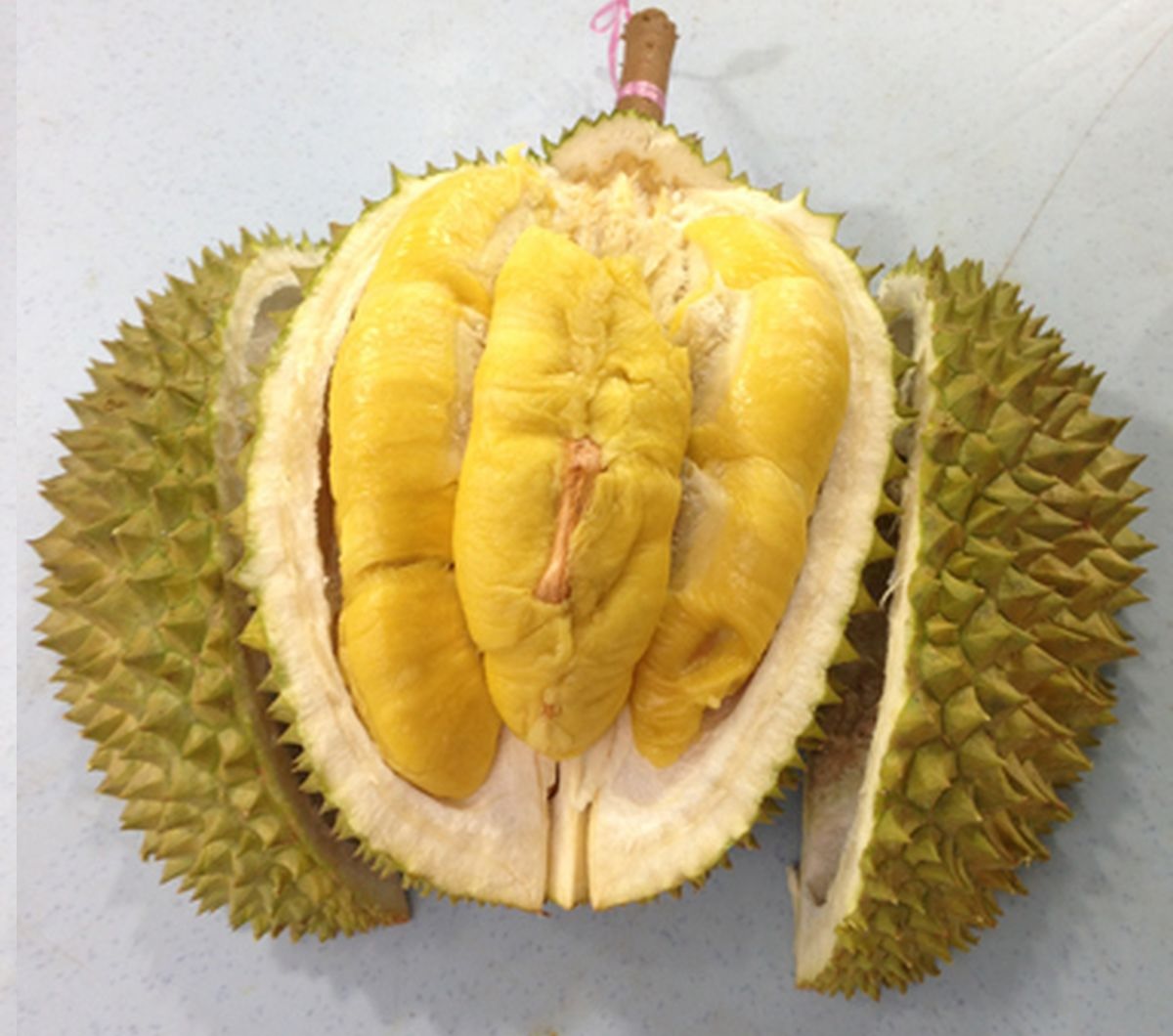 Durian musangking Durian musang king