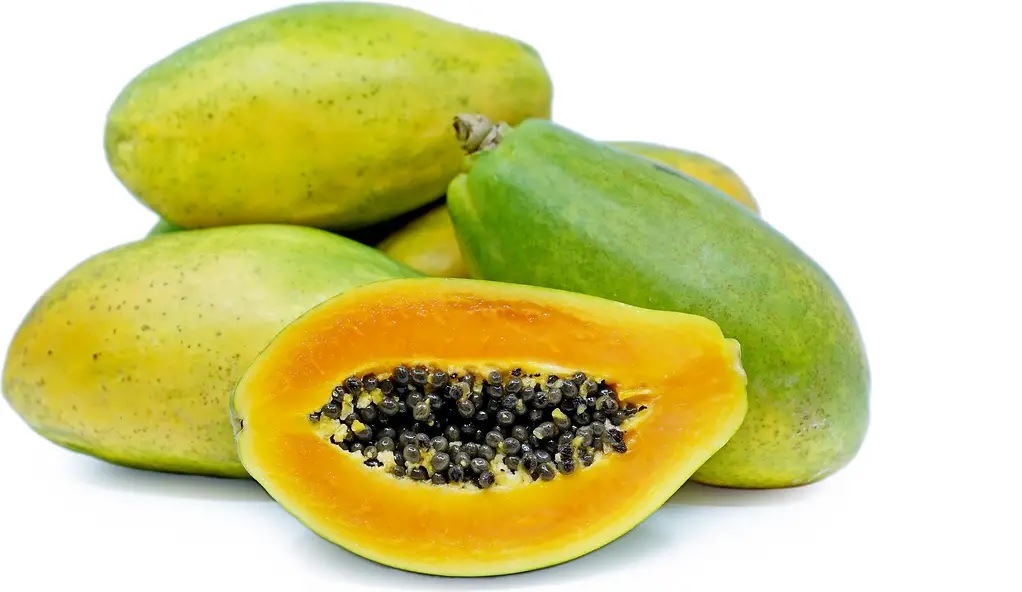 gambar pepaya samba gambar pepaya samba