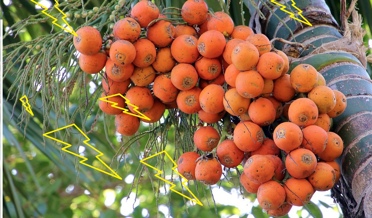 buah pinang betara
