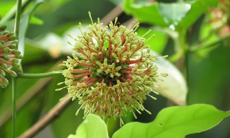 tanaman-gambir tanaman-gambir