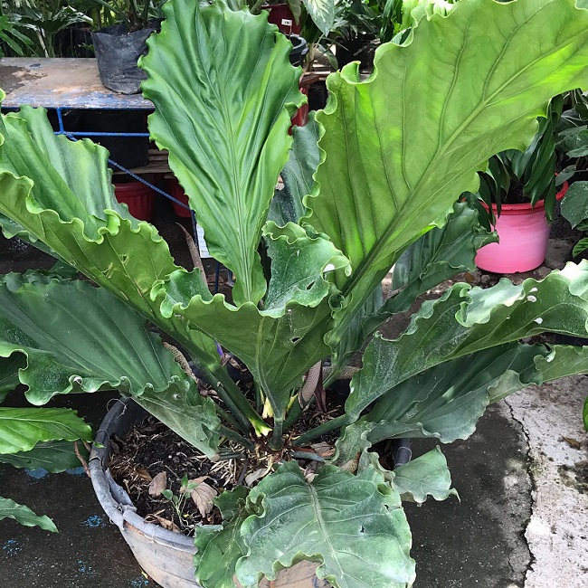 tanaman gelombang cinta tanaman gelombang cinta