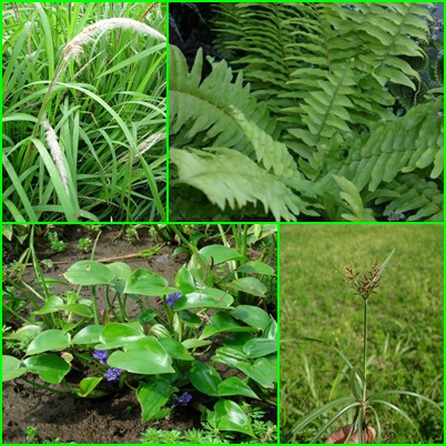 gulma lahan pertanian