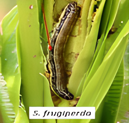 hama jagung hibrida