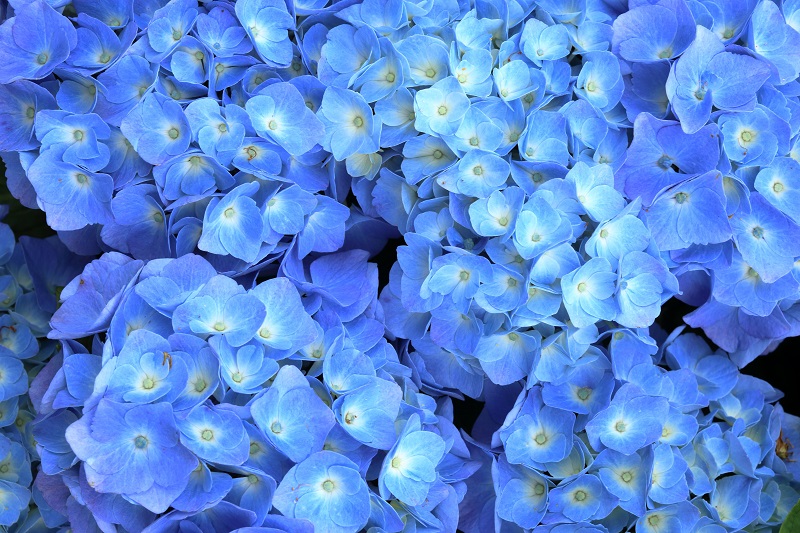 bunga hortensia bunga hortensia