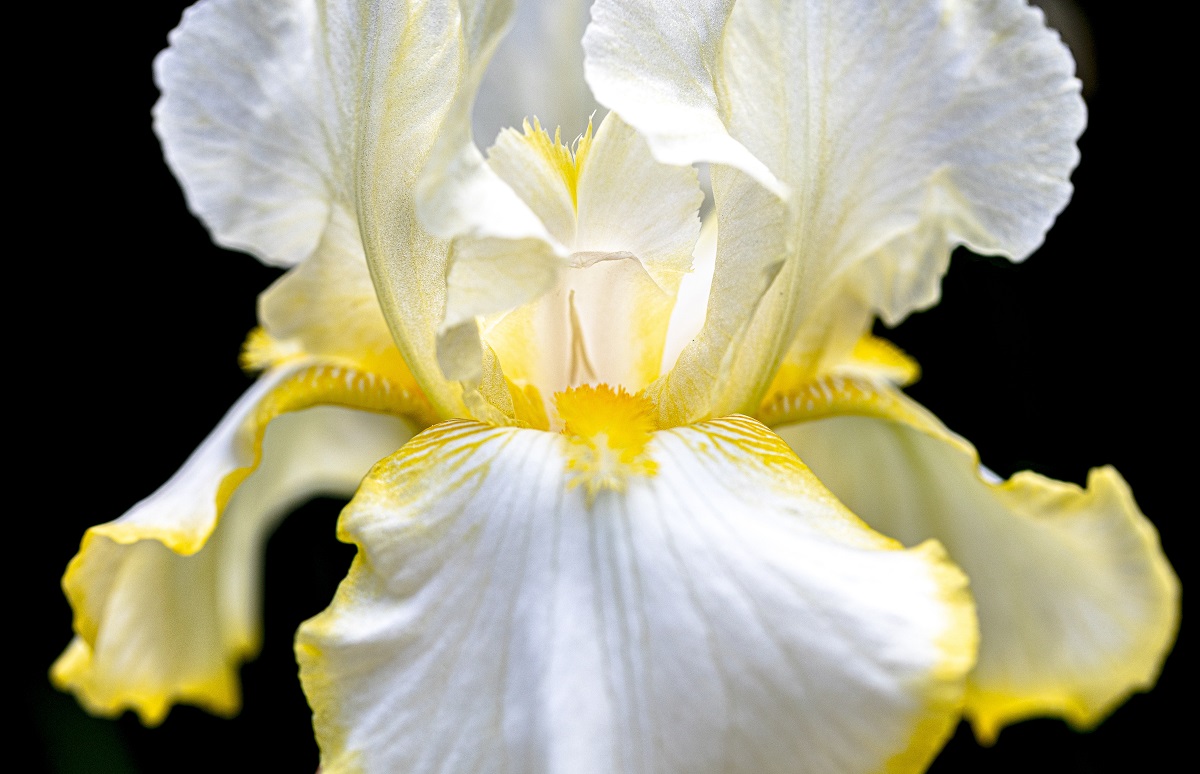 tanaman bunga iris