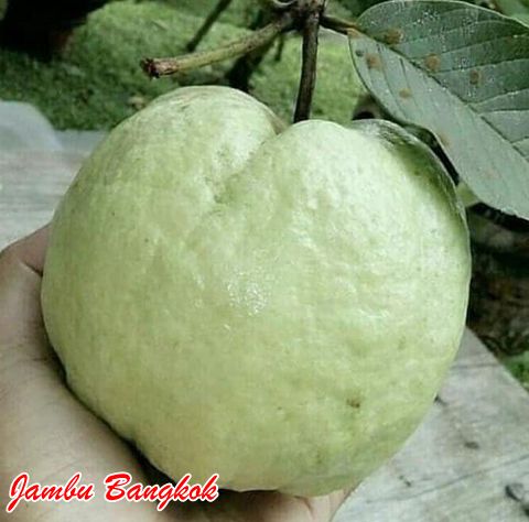 JAMBU BANGKOK