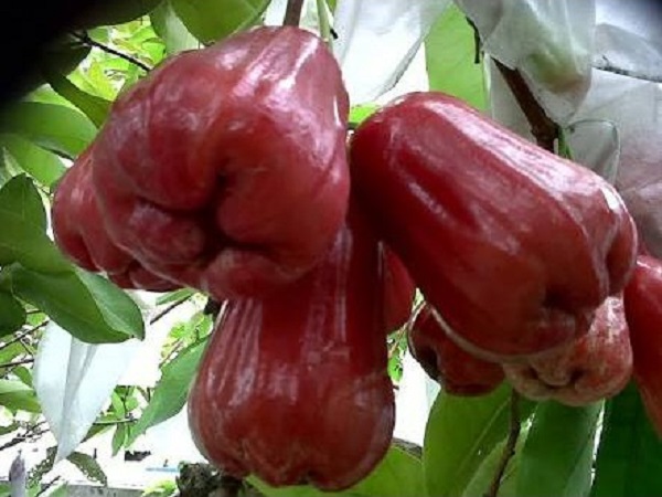 jenis jambu air : jambu madu kesuma merah