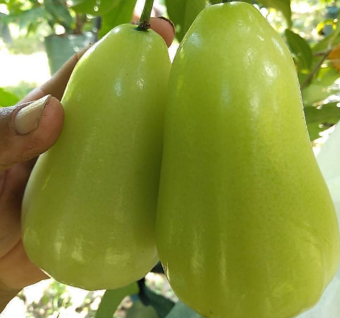 jenis jambu air : jambu madu super green
