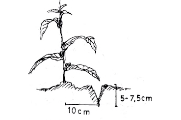 jarak pemupukan wijen