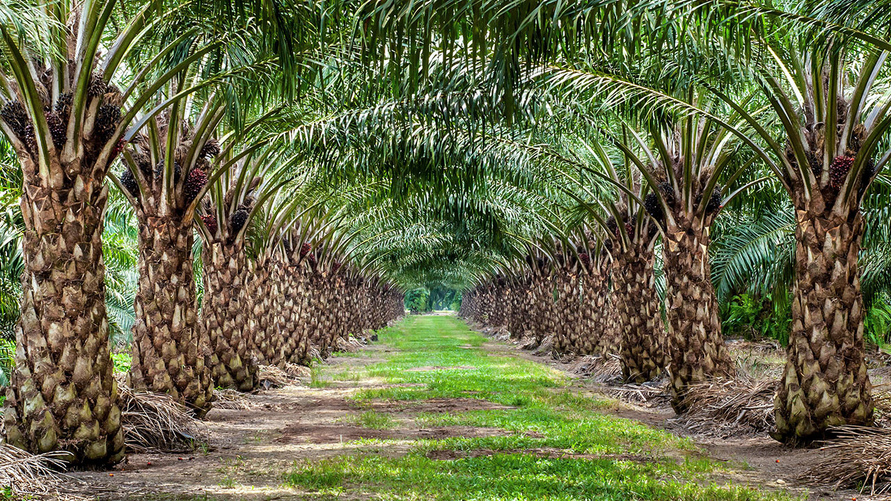 jarak tanaman kelapa sawit