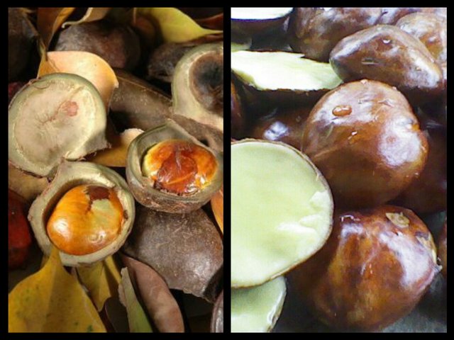 biji jengkol