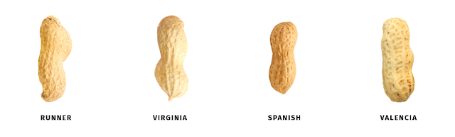 macam macam kacang jenis jenis kacang