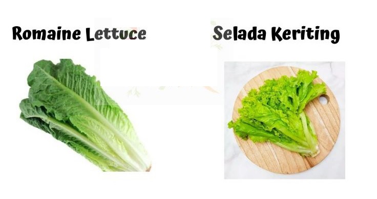 perbedaan selada romaine dan selada daun keriting jenis selada