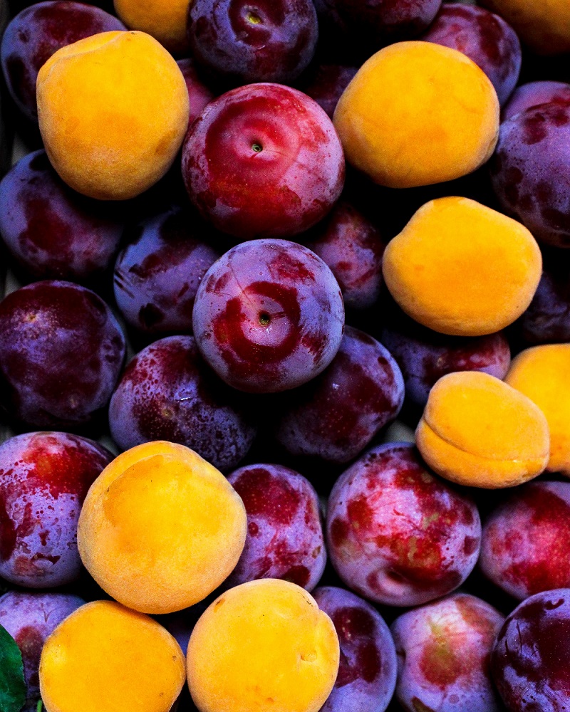 jenis-jenis-buah-plum jenis-jenis-buah-plum