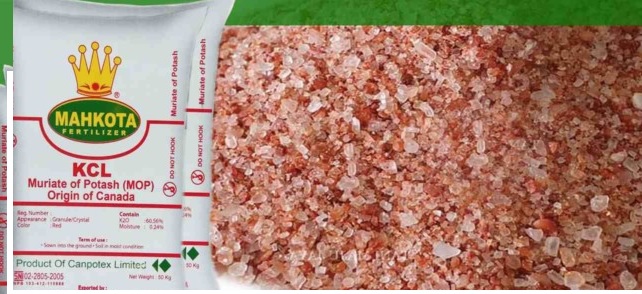 manfaat pupuk KCL