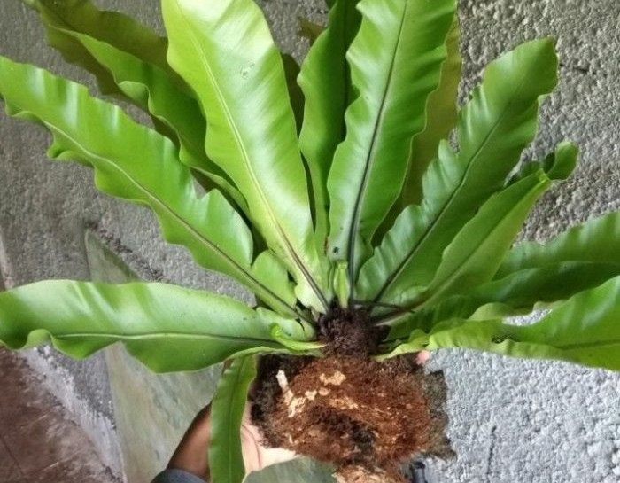 tanaman kadaka