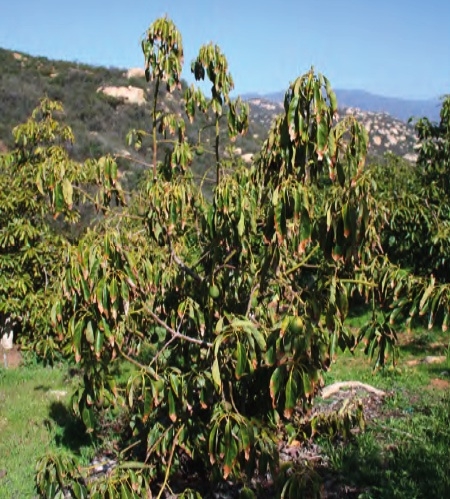 kanker batang dan akar alpukat