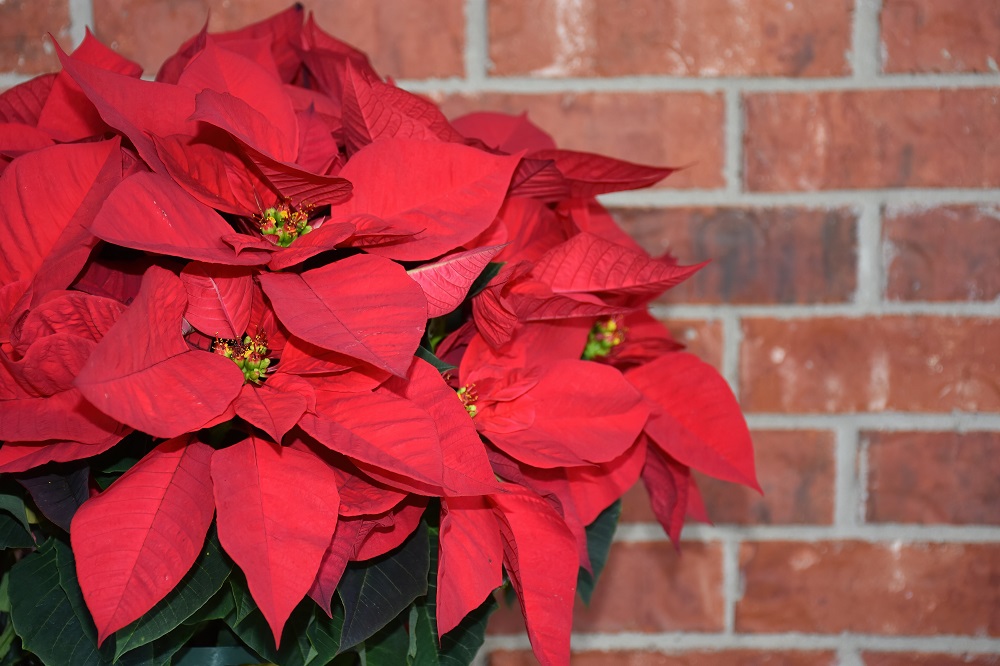 bunga poinsettia