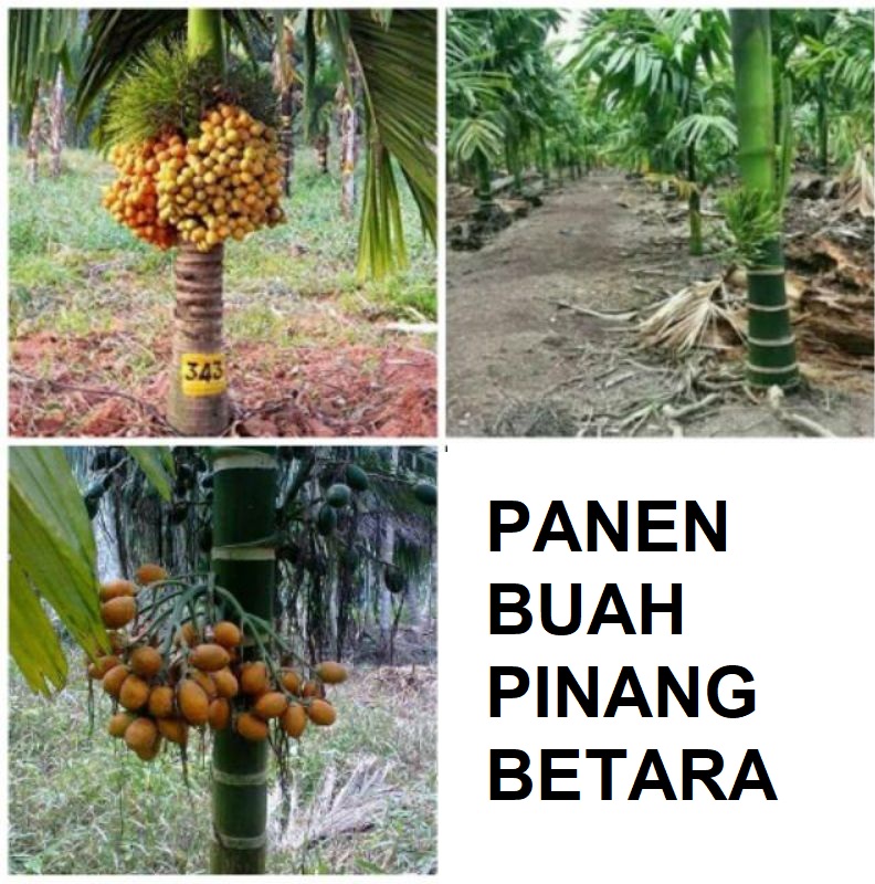 budidaya pinang betara