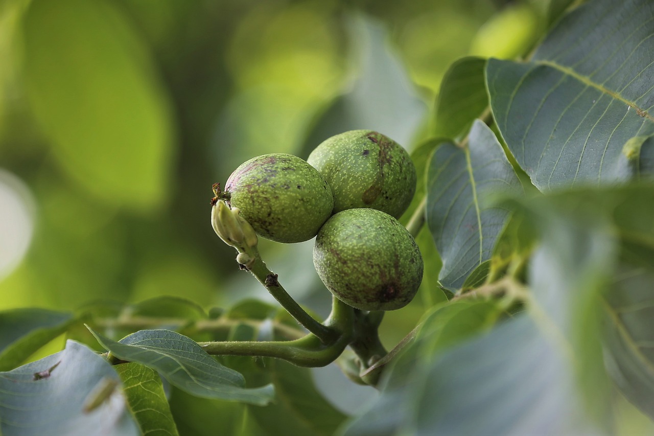 pohon-kenari pohon-kenari