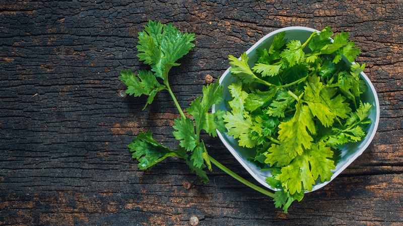 manfaat-daun-ketumbar