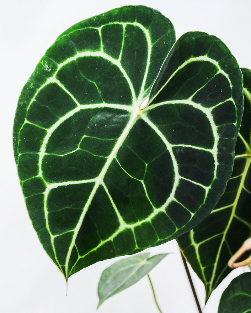 anthurium crystallinum gambar daun : anthurium crystallinum